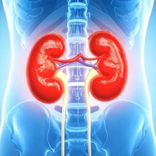 herbs for kidney problems